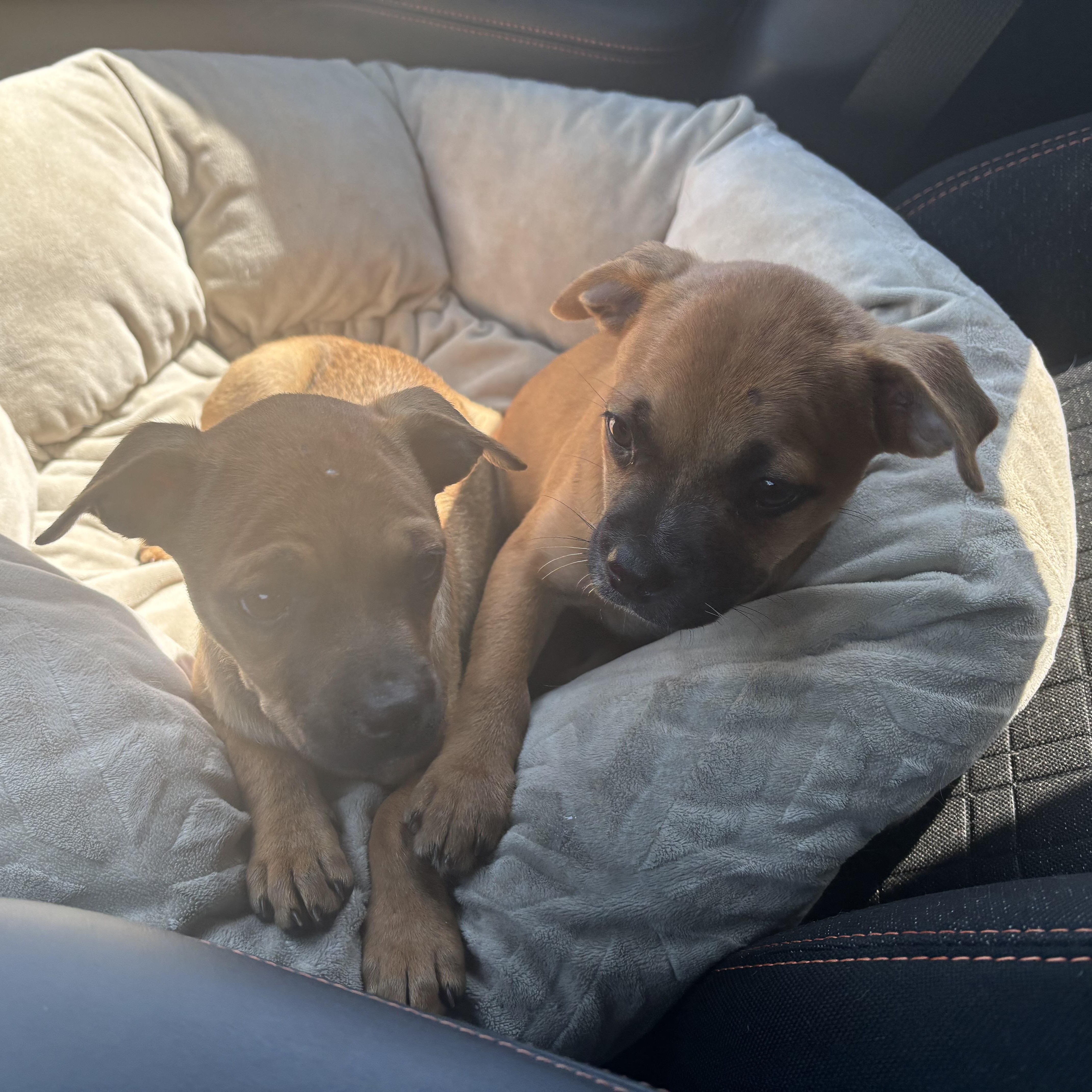 Rose, a Adoptable Puggle in Van Nuys, CA image 3/4