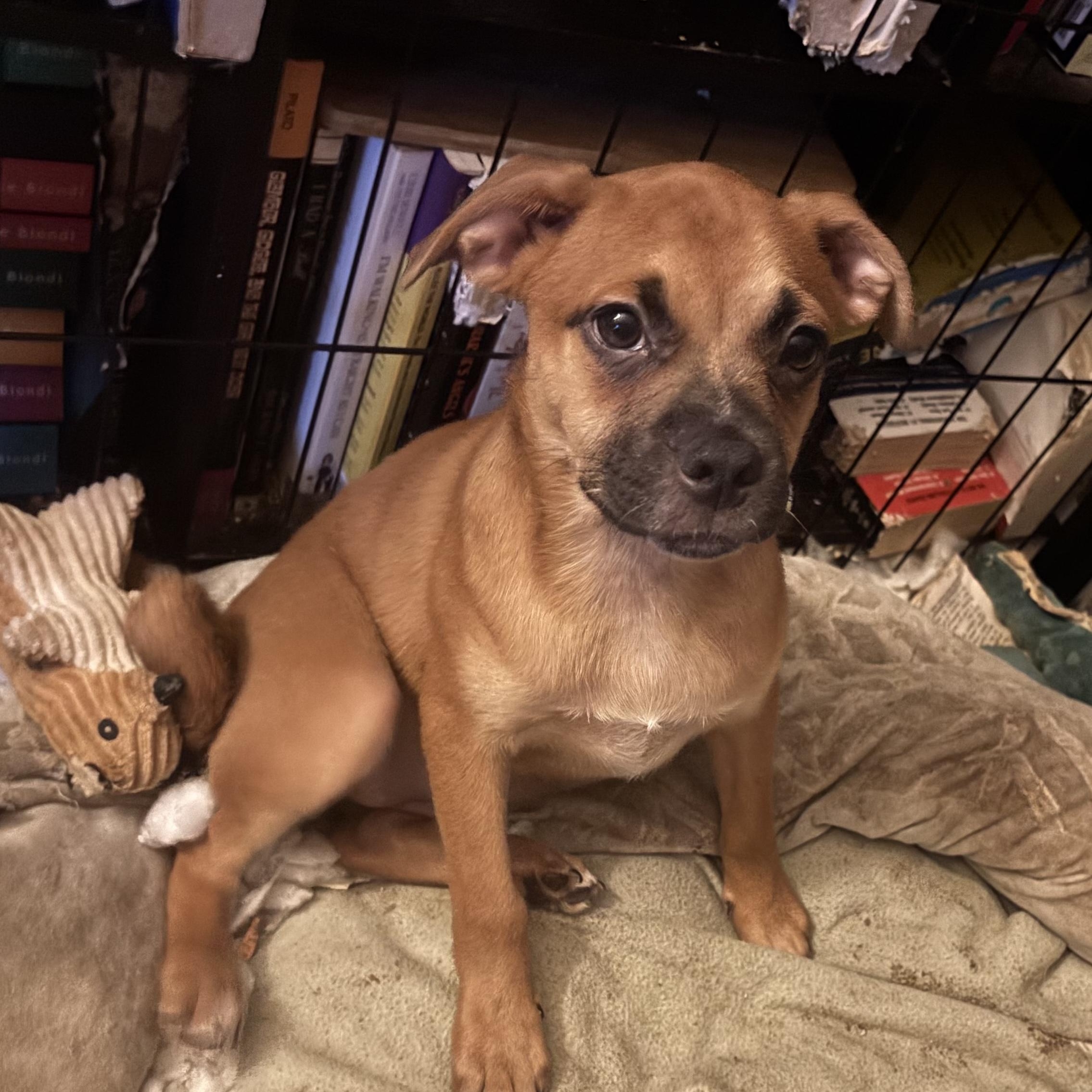 Rose, Adoptable, Puppy Female Puggle.