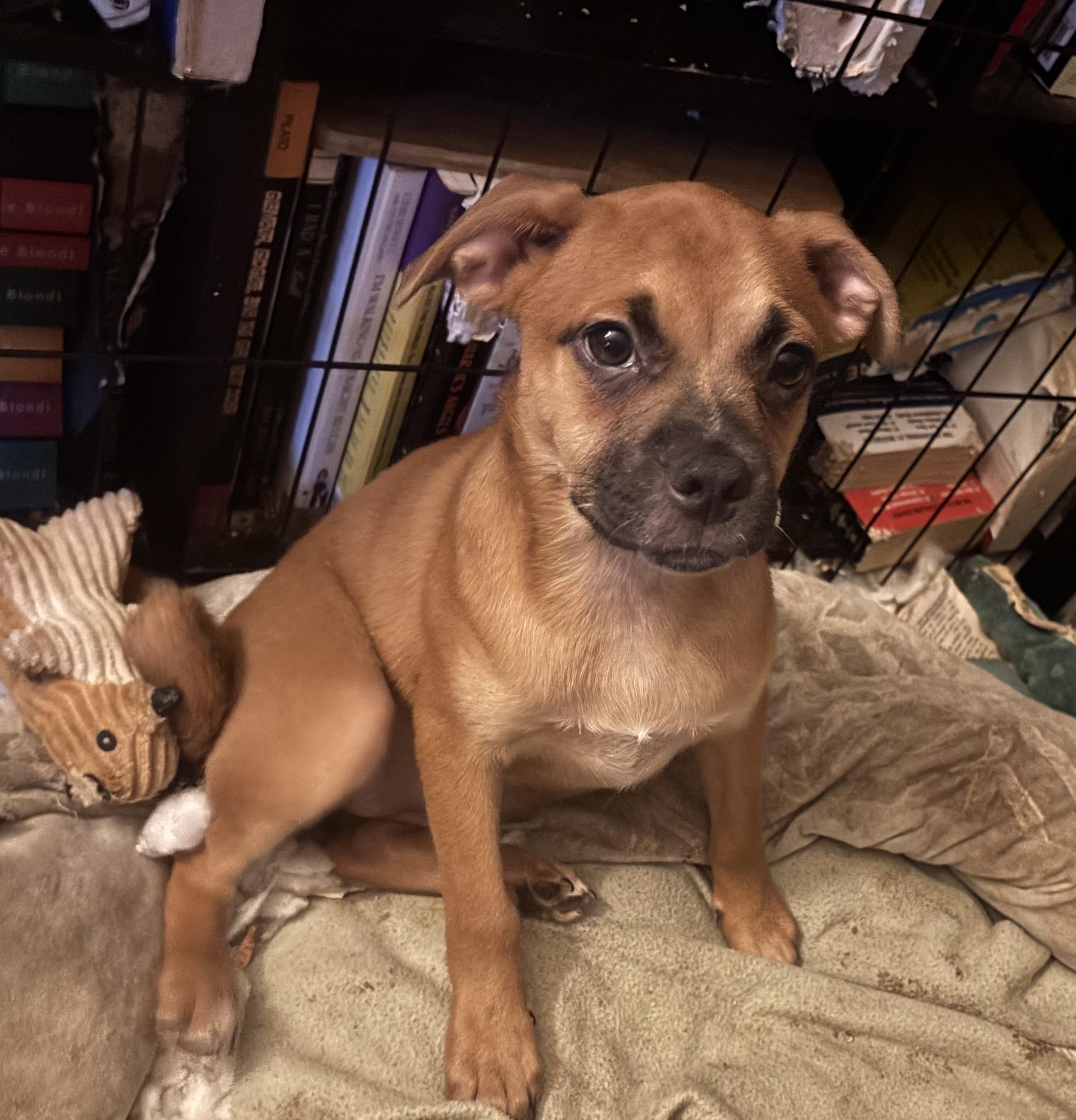 Rose, an adoptable Puggle in Van Nuys, CA, 91405 | Photo Image 2