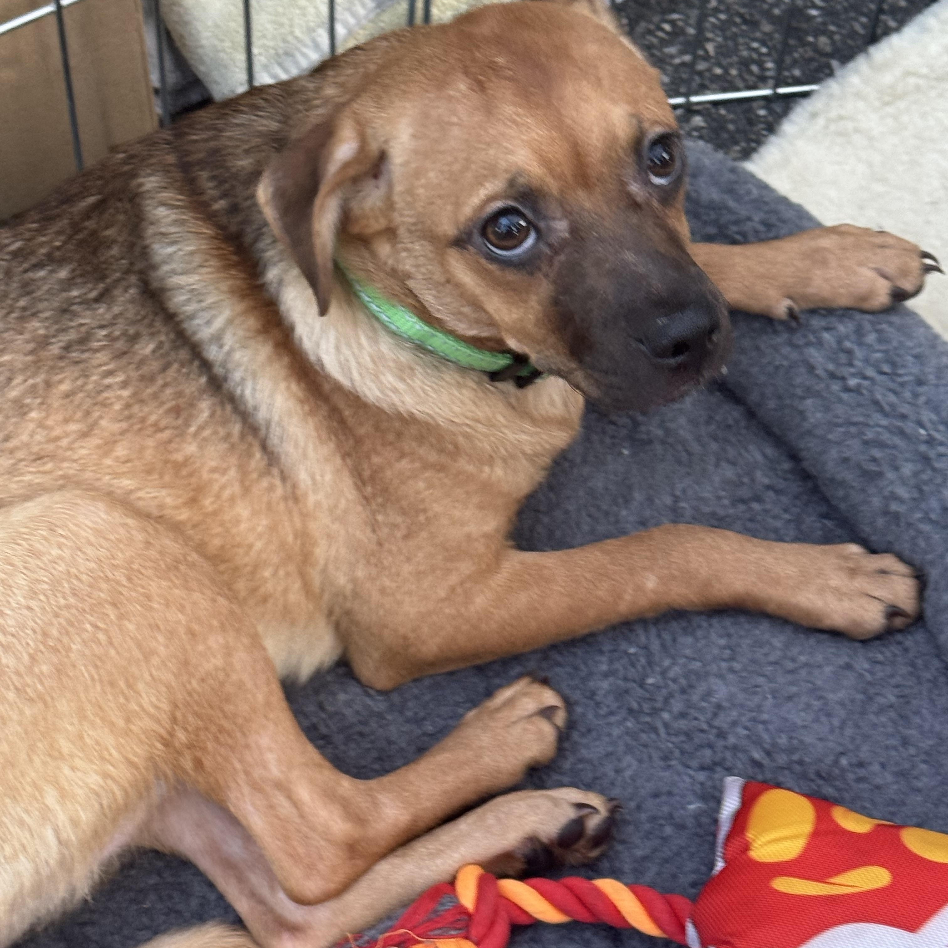 Rose, a Adoptable Puggle in Van Nuys, CA image 1/4