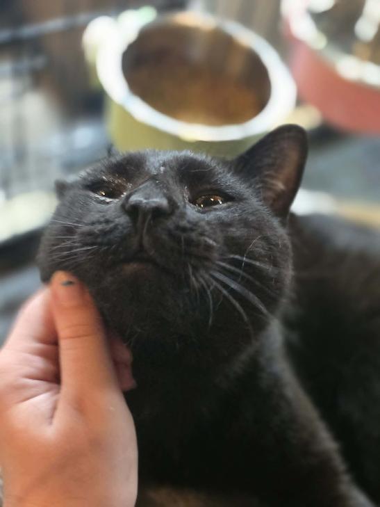 Velcro- CT RESIDENTS ONLY, ADOPTABLE, Young Male Domestic Short Hair.