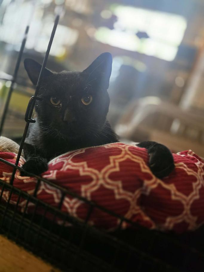 Velcro- CT RESIDENTS ONLY, a ADOPTABLE Domestic Short Hair in Norwich, CT image 2/4