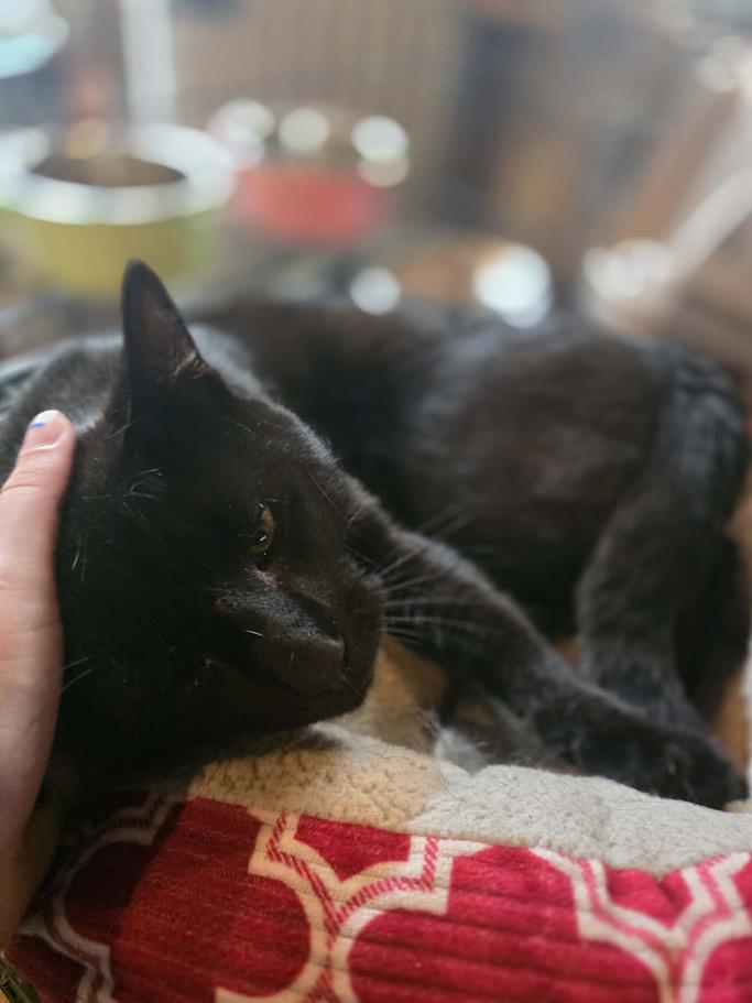 Velcro- CT RESIDENTS ONLY, a ADOPTABLE Domestic Short Hair in Norwich, CT image 3/4