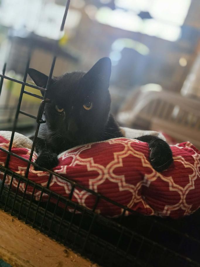 Velcro- CT RESIDENTS ONLY, a ADOPTABLE Domestic Short Hair in Norwich, CT image 4/4