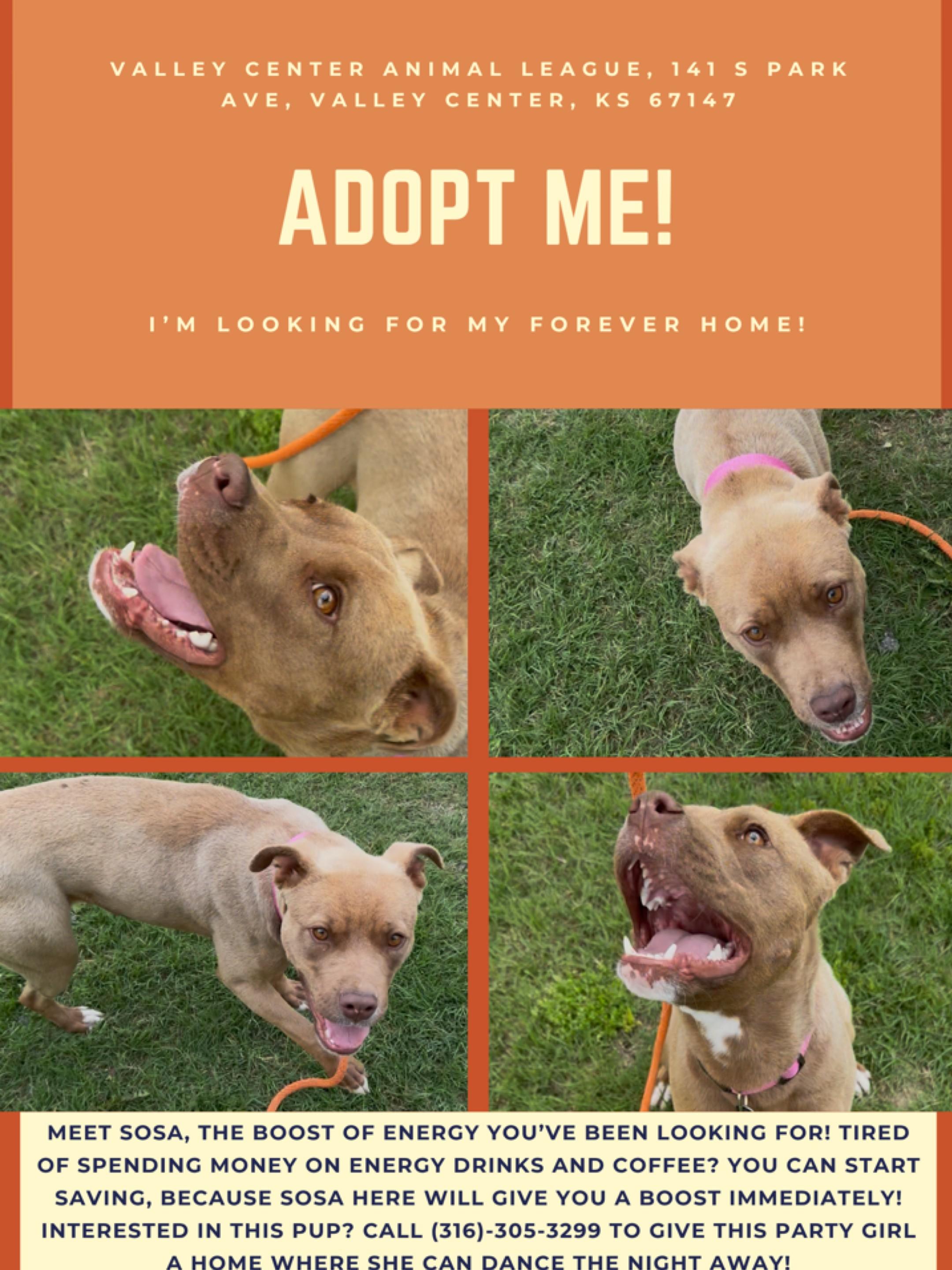 Sosa, ADOPTABLE, Young Female American Staffordshire Terrier.
