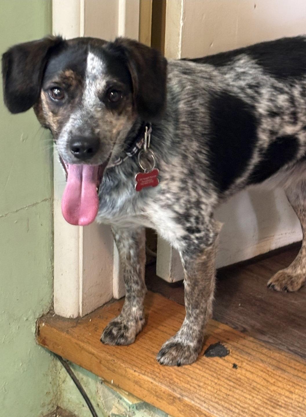 Grover, Adoptable, Young Male Beagle.