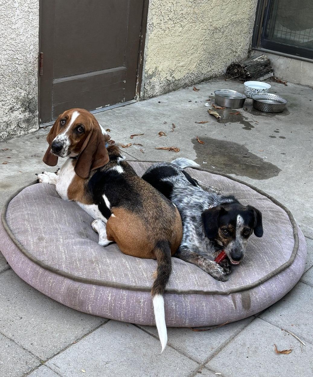 Enlarge Grover, a Adoptable Beagle in Las Vegas, NV image 2/3