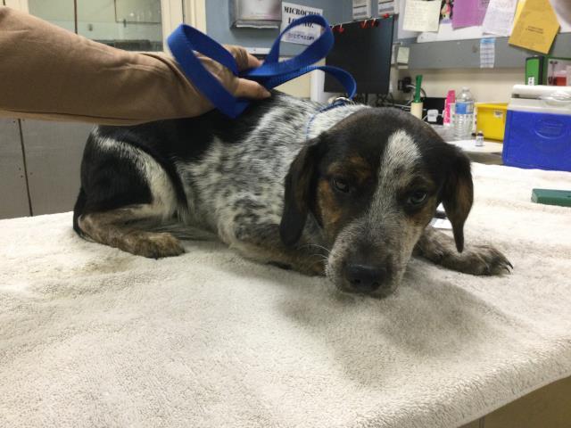 Enlarge Grover, a Adoptable Beagle in Las Vegas, NV image 3/3