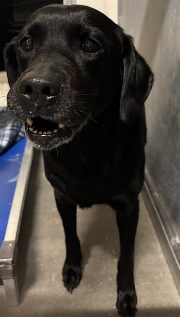 SHELBY, Adoptable, Adult Female Labrador Retriever.