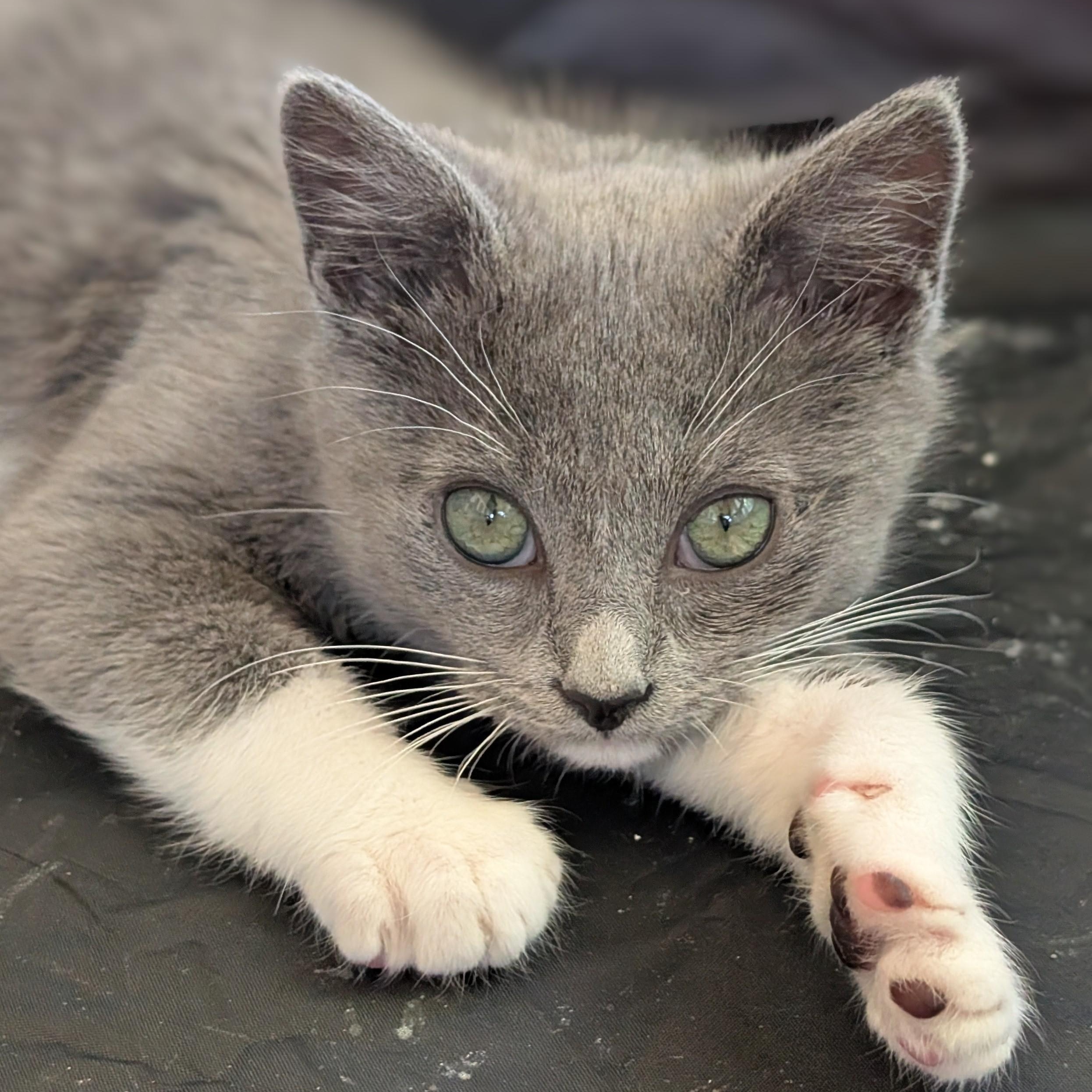 Enlarge Marshmallow, an adopted mixed breed in Hyattsville, MD image 5/6