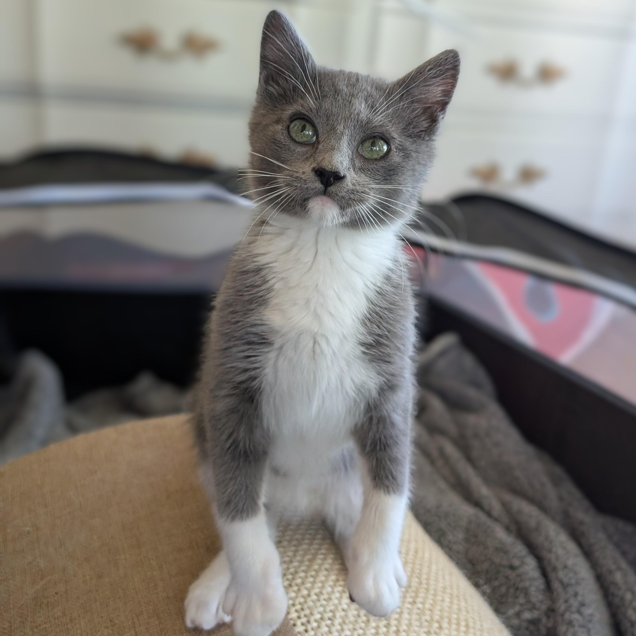 Enlarge Marshmallow, an adopted mixed breed in Hyattsville, MD image 3/6