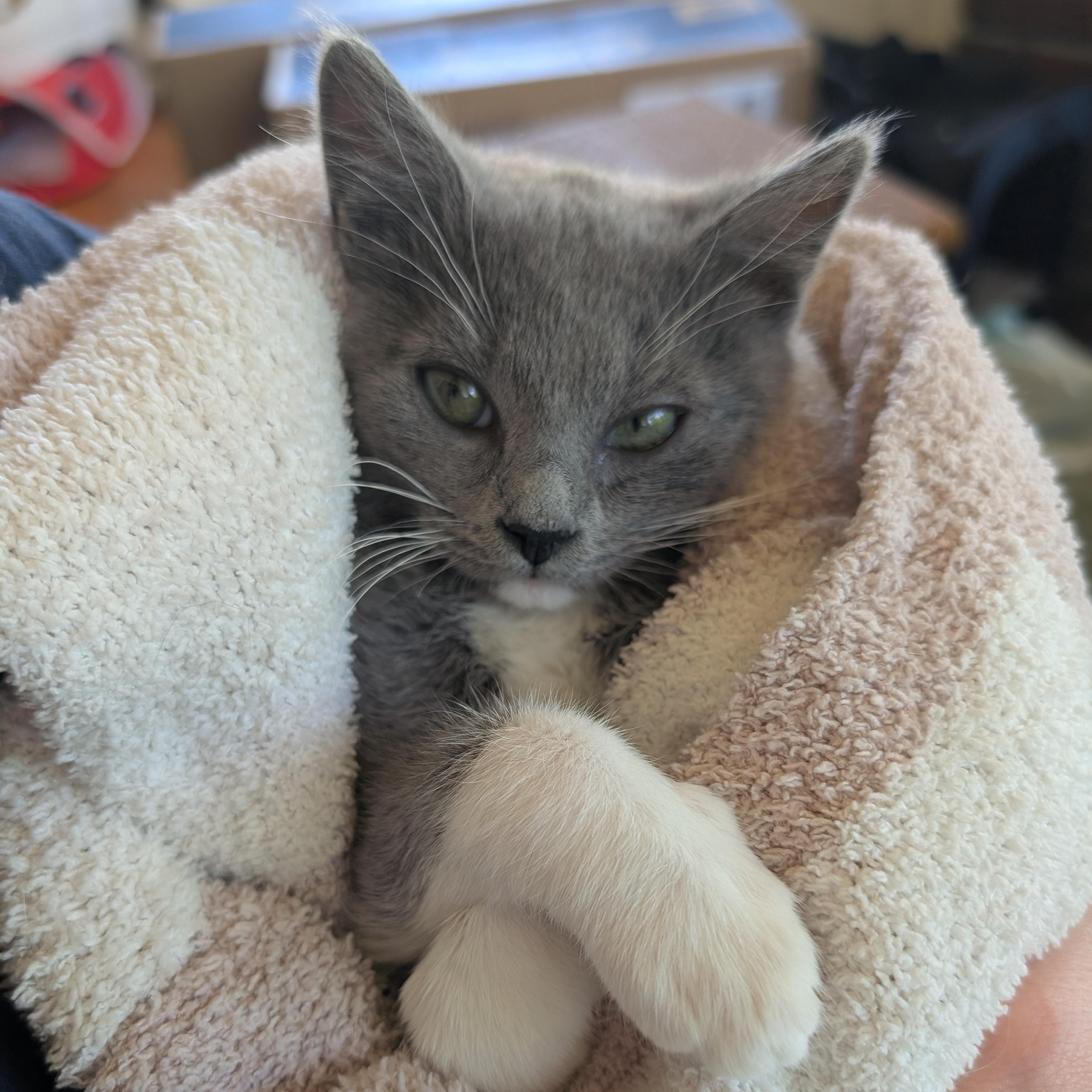 Enlarge Marshmallow, an adopted mixed breed in Hyattsville, MD image 4/6