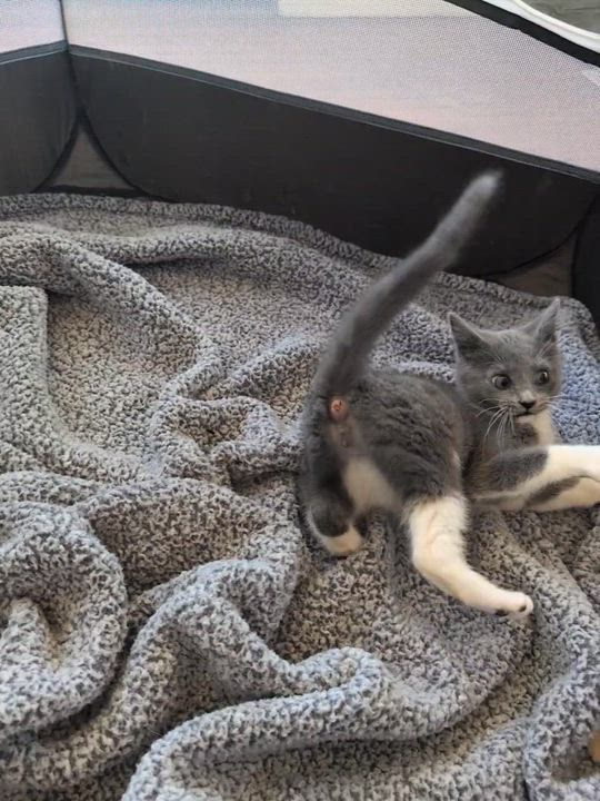 Enlarge Marshmallow, an adopted mixed breed in Hyattsville, MD video 2/6