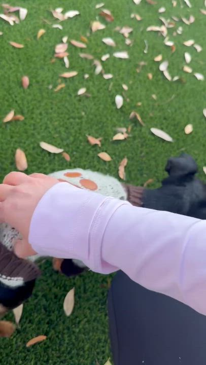 Enlarge Snickerdoodle, a ADOPTABLE mixed breed in Houston, TX video 4/6