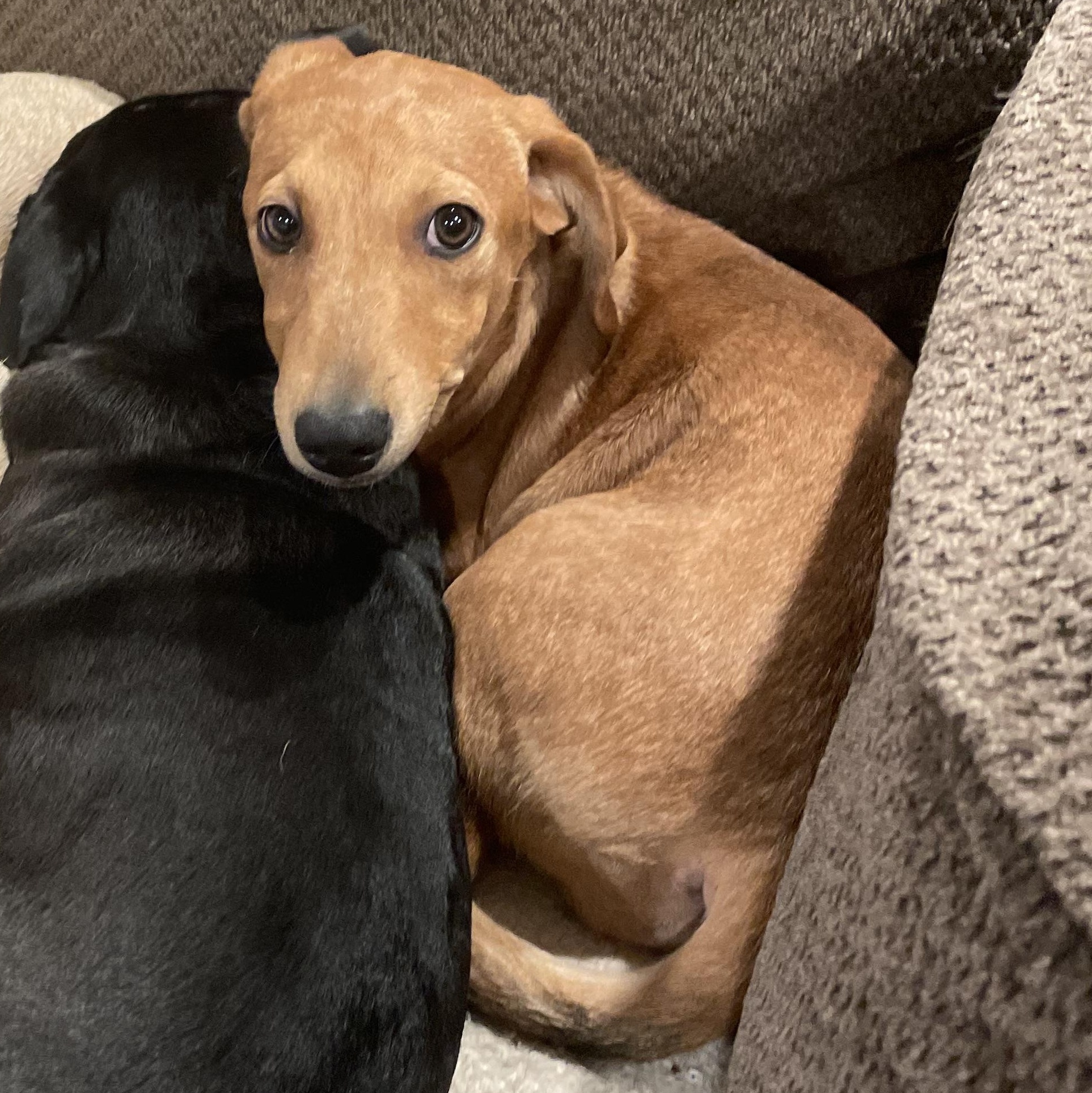 Enlarge Lulu, a Adopted Dachshund in Baton Rouge, LA image 1/2