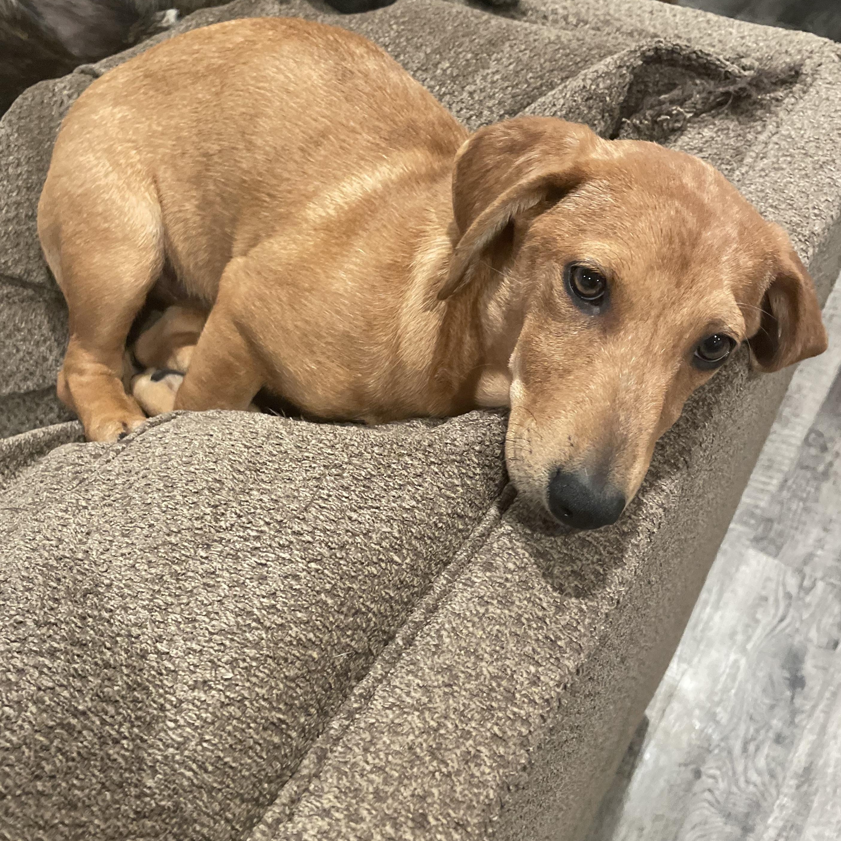 Enlarge Lulu, a Adopted Dachshund in Baton Rouge, LA image 2/2