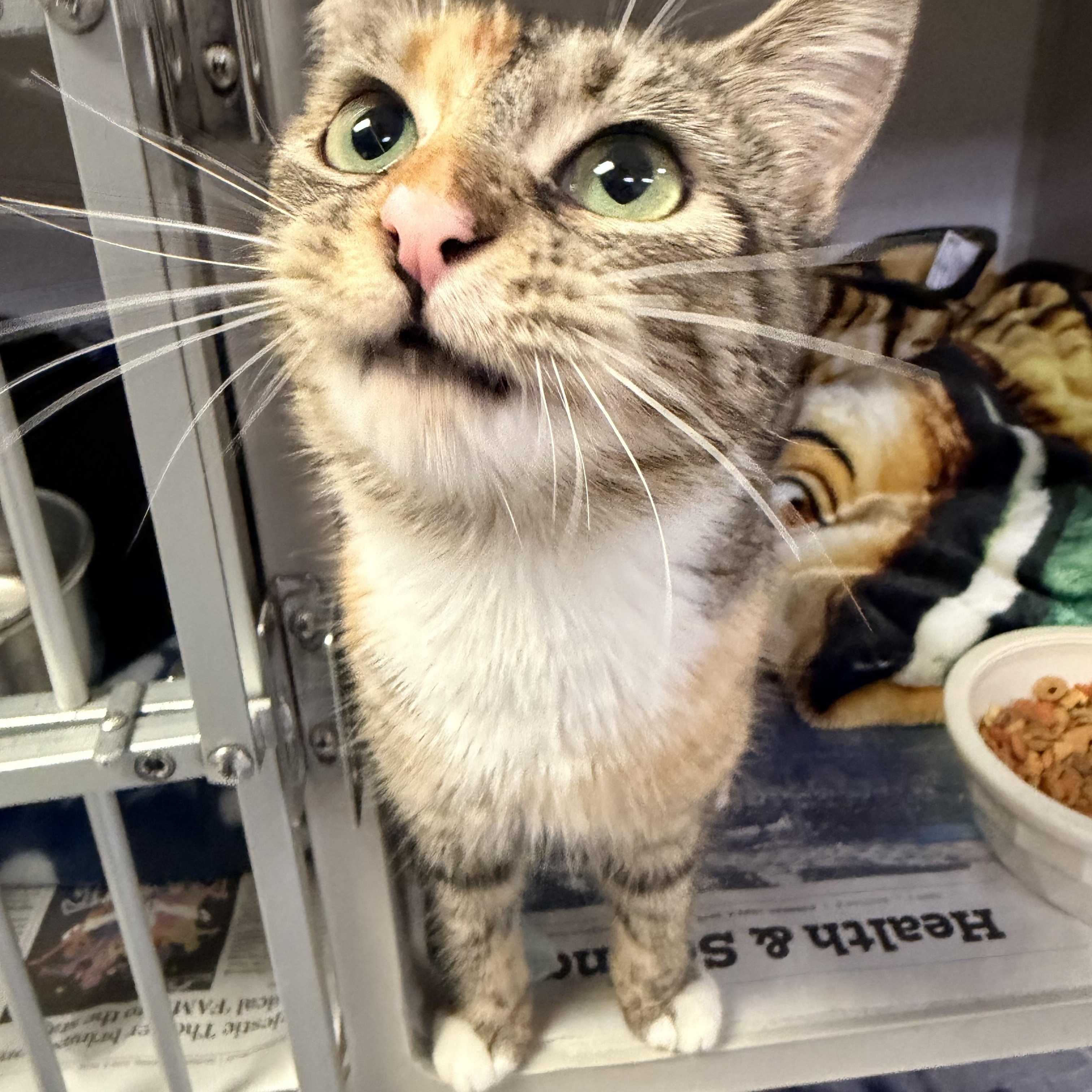 Enlarge Pam, an adopted Domestic Short Hair in Pottsville, PA image 1/1