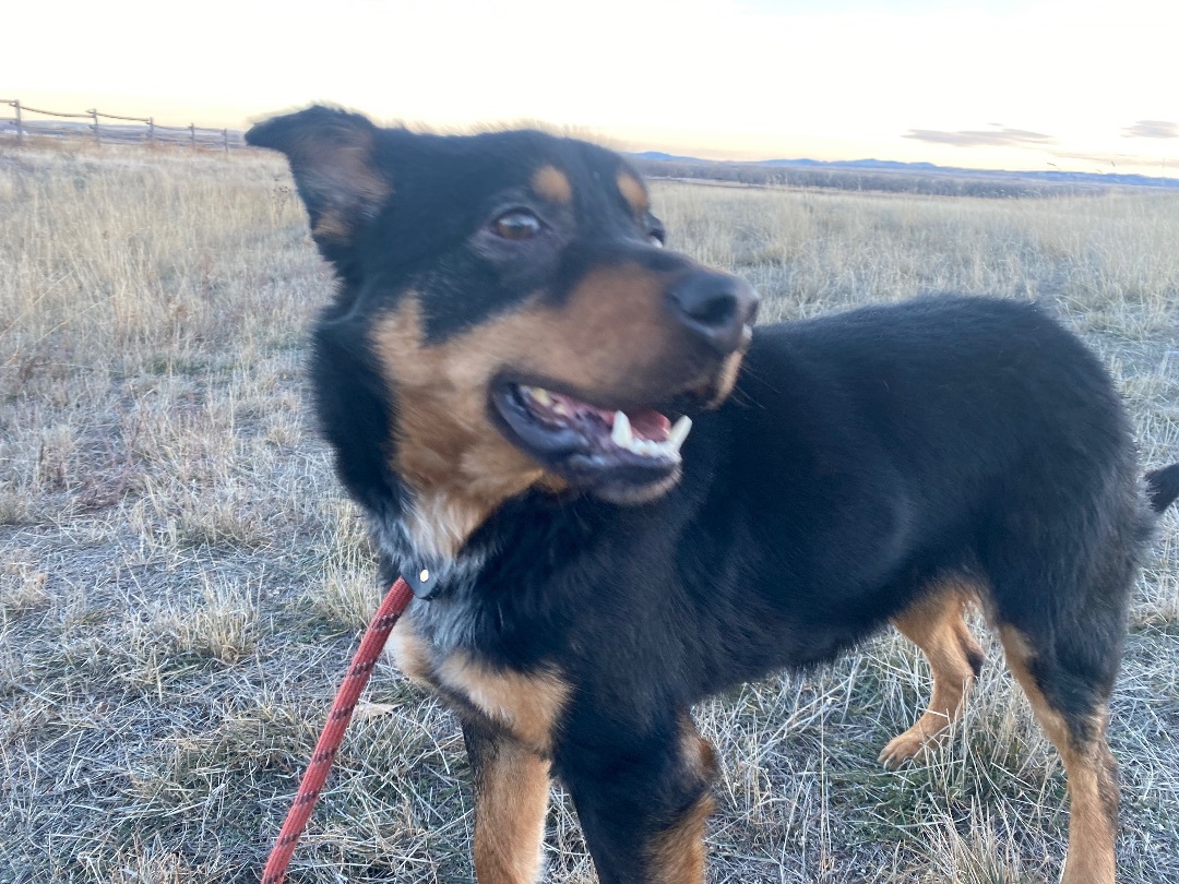 Dutch, Adoptable, Adult Male Mixed Breed.