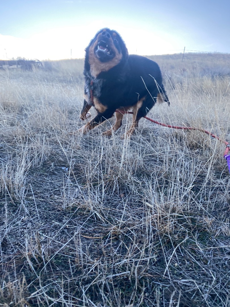 Enlarge Dutch, a Adoptable mixed breed in Havre, MT image 2/5