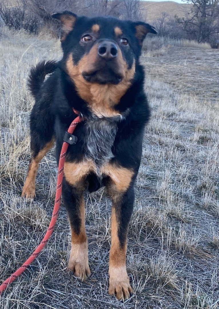 Enlarge Dutch, a Adoptable mixed breed in Havre, MT image 4/5