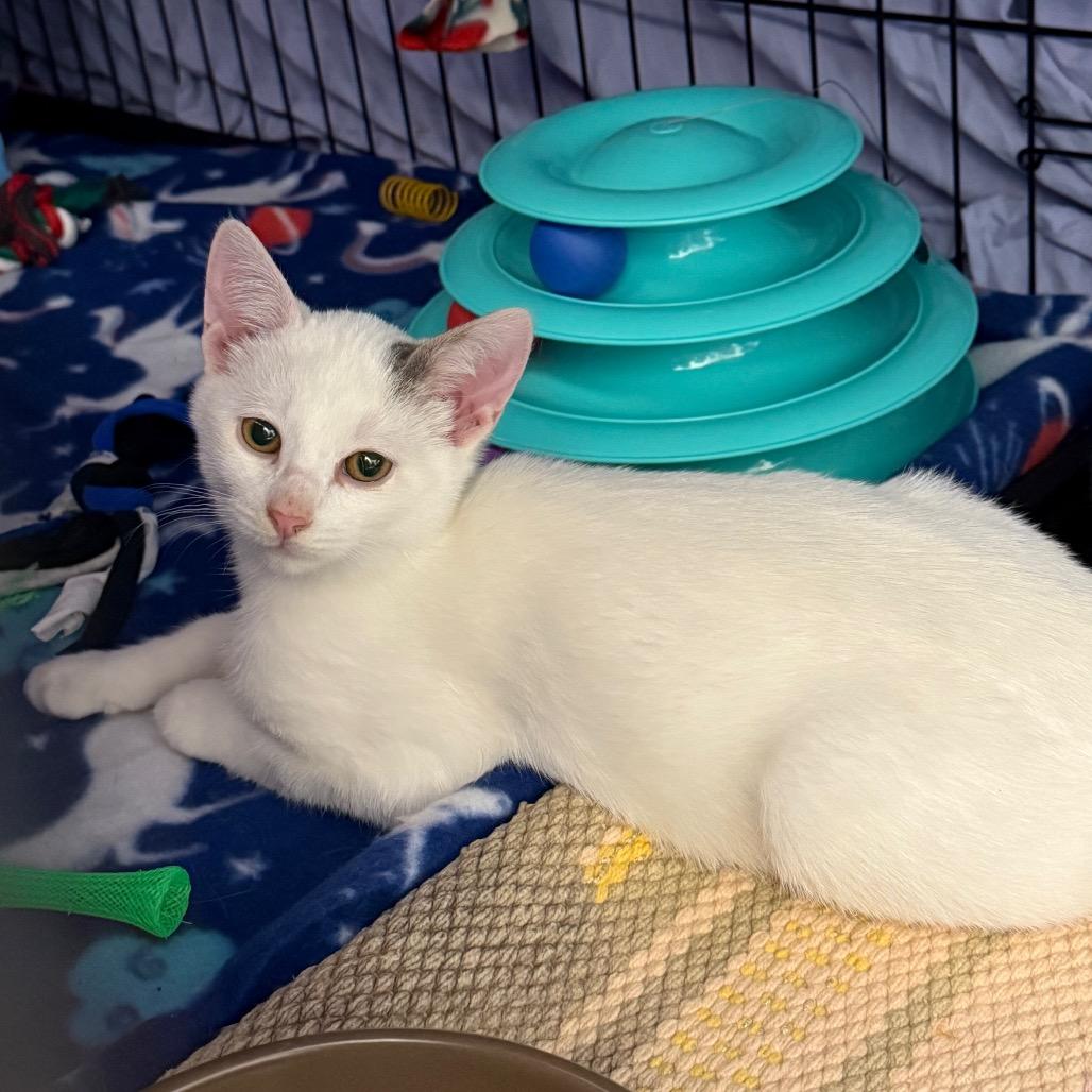 Boo, Adoptable, Kitten Male Domestic Short Hair.