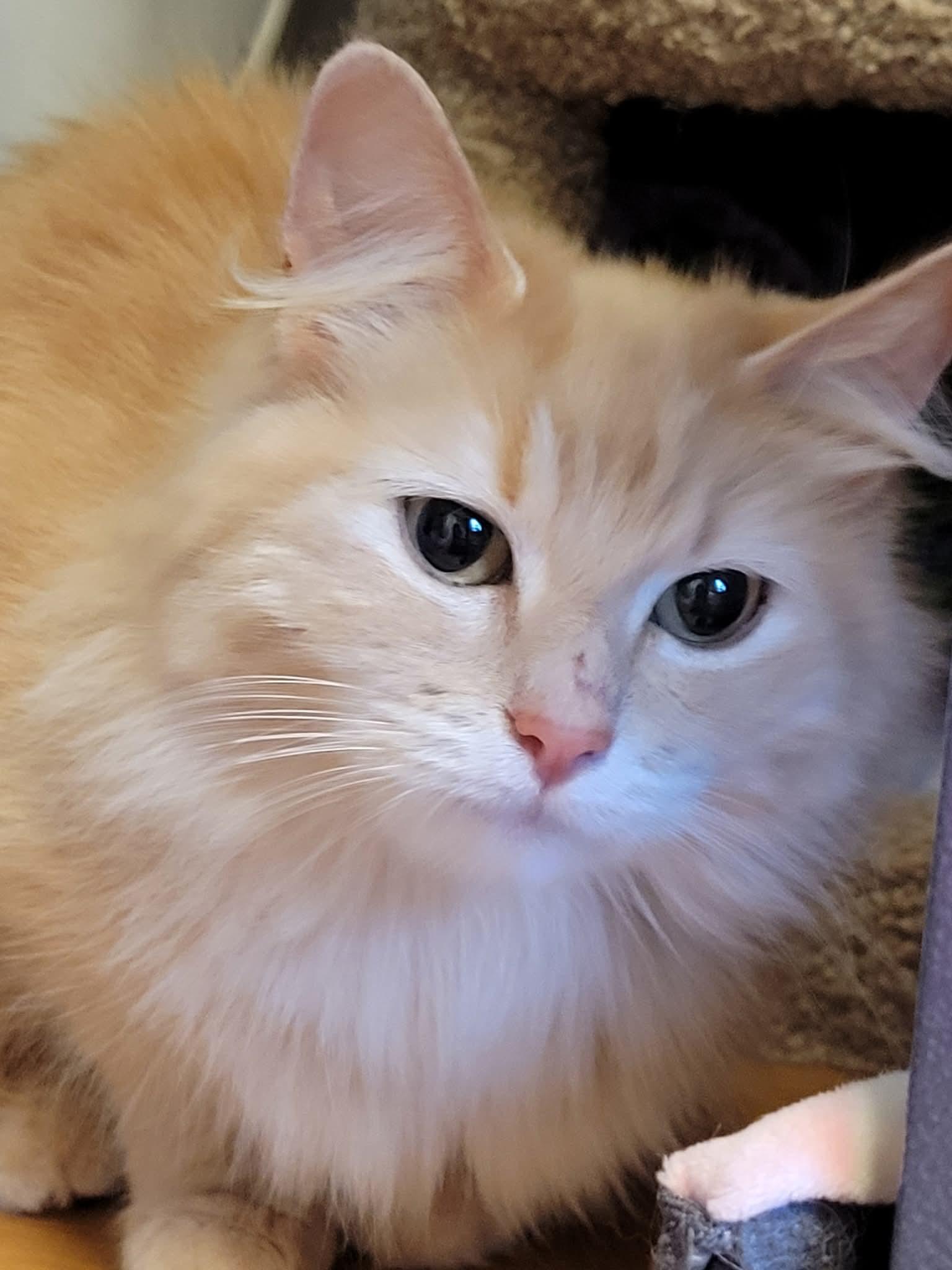 Willow