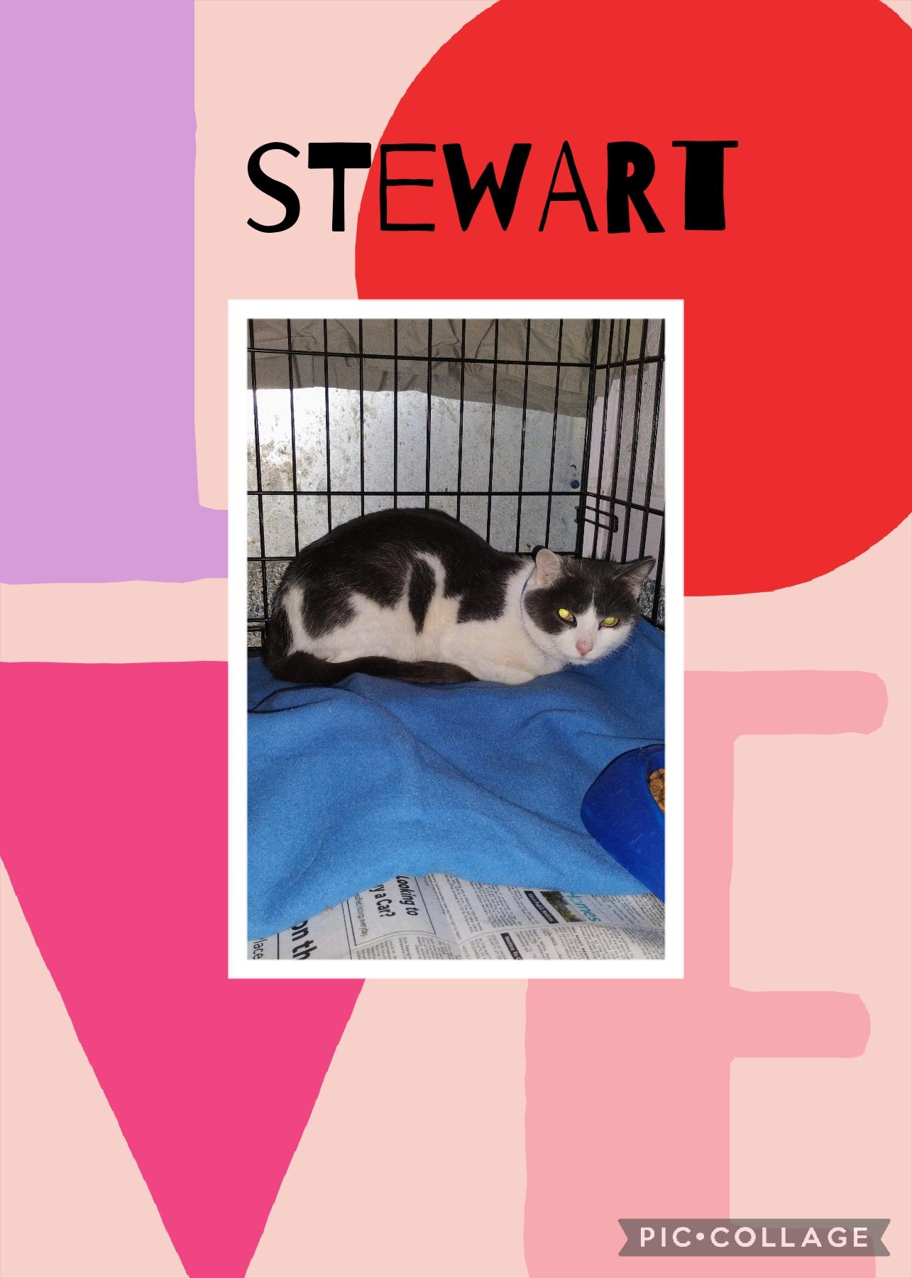 Stewart, ADOPTABLE, Senior Male Domestic Short Hair.
