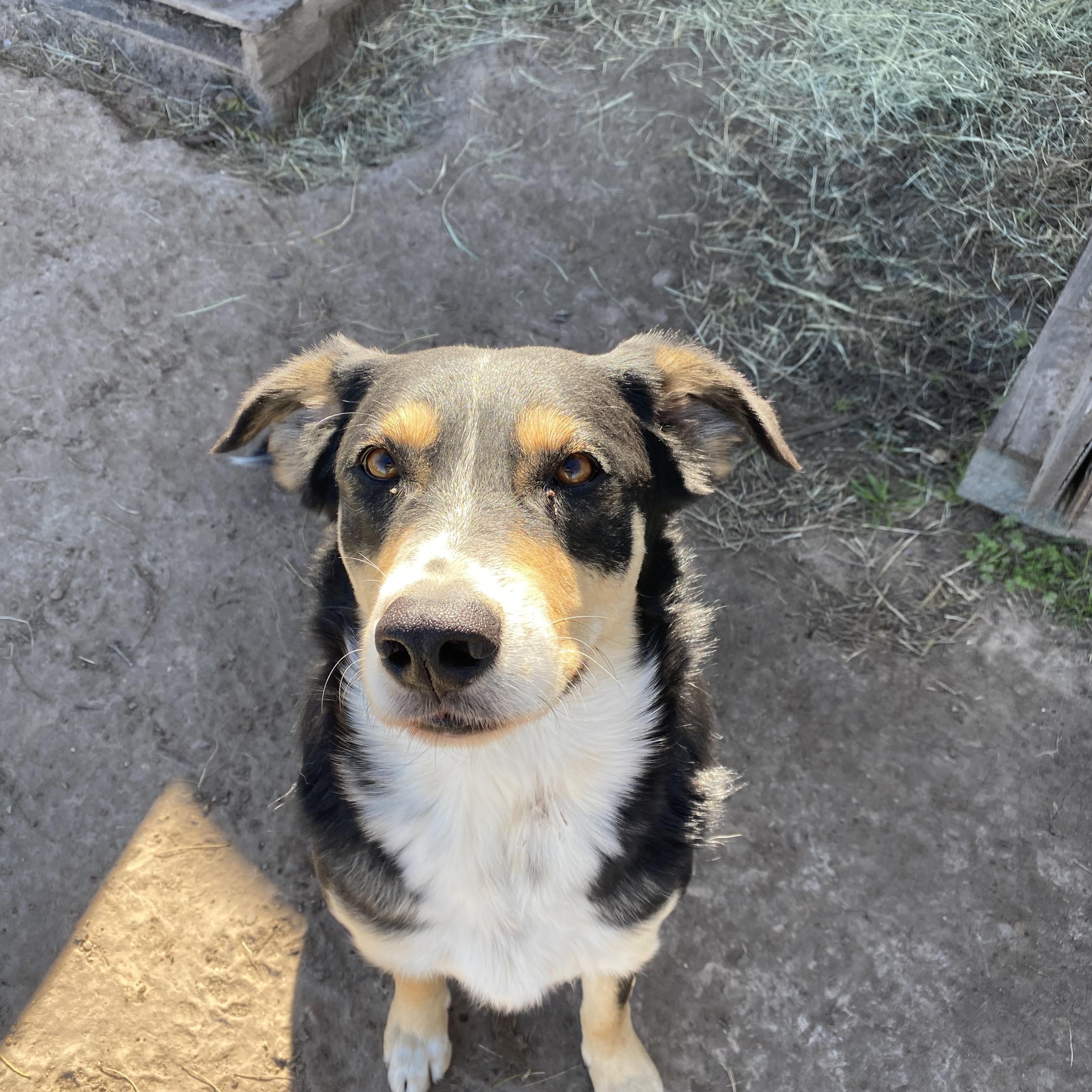 Enlarge Bill, a Adoptable mixed breed in Lockhart, TX image 2/2