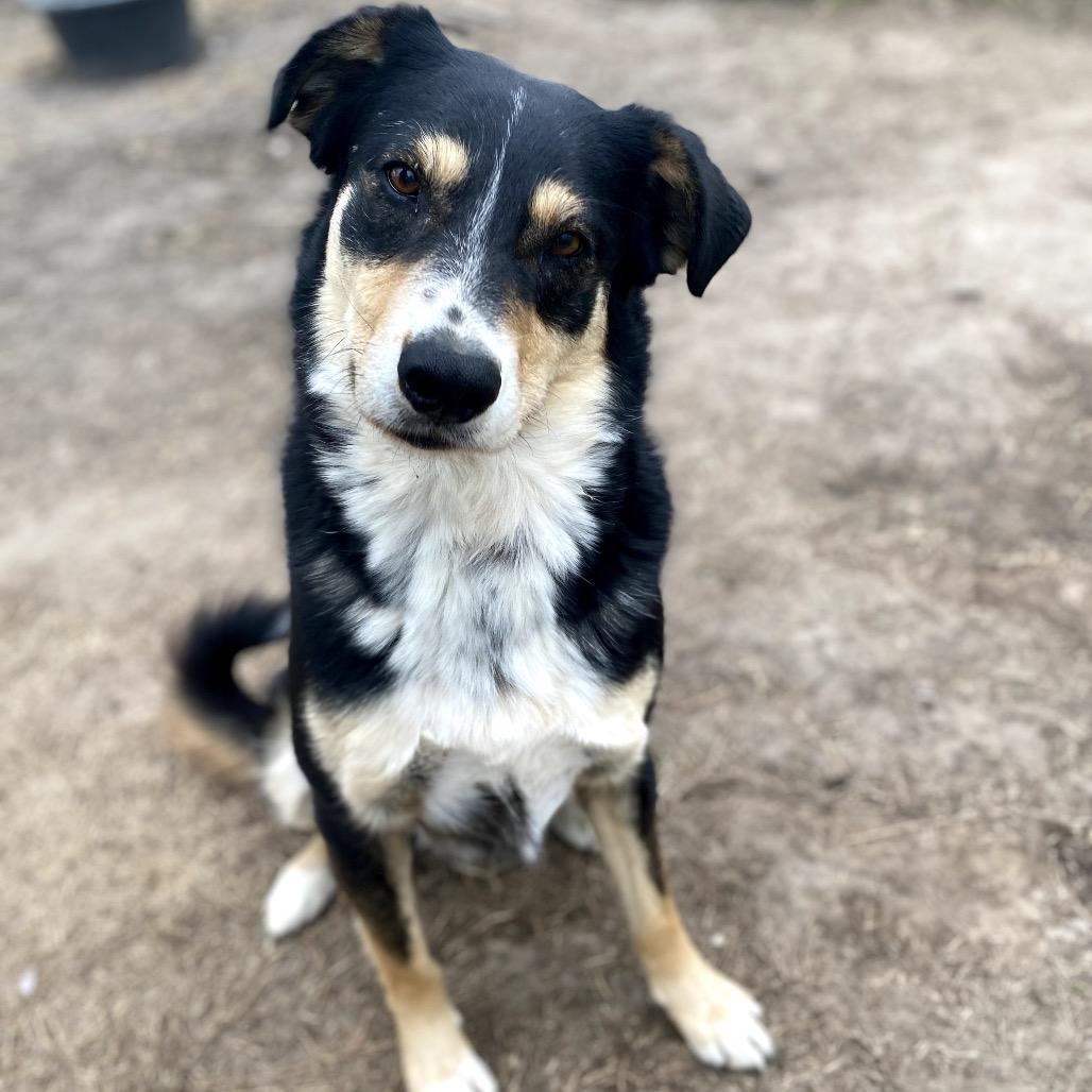 Bill, Adoptable, Adult Male Shepherd.