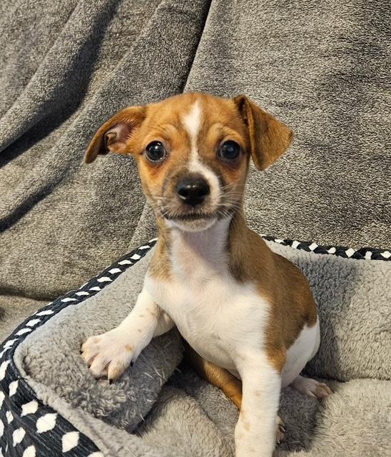 Puppy Danny Boy - Las Vegas — thumbnail 2