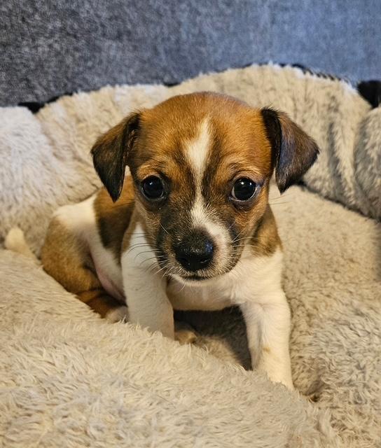 Puppy Danny Boy - Las Vegas — thumbnail 3