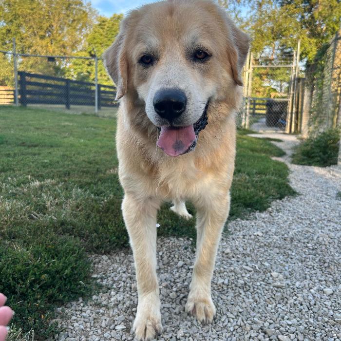 Freddie #6654, Adoptable, Young Male Golden Retriever & Great Pyrenees.