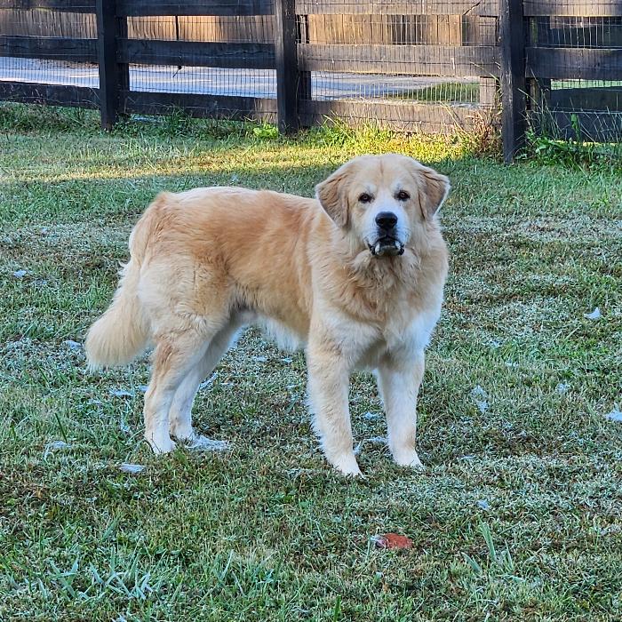 Enlarge Freddie #6654, a Adoptable mixed breed in Louisville, KY image 2/6