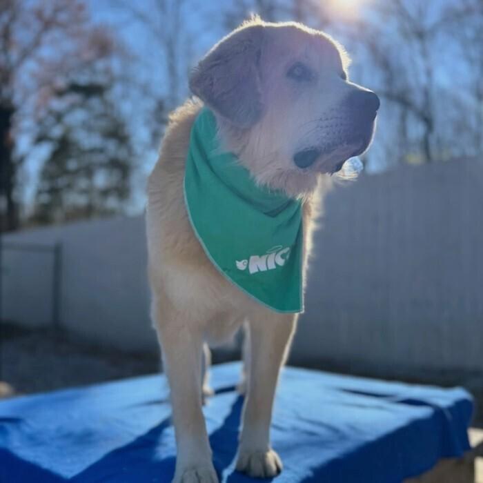 Enlarge Freddie #6654, a Adoptable mixed breed in Louisville, KY image 3/6