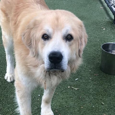 Enlarge Freddie #6654, a Adoptable mixed breed in Louisville, KY image 4/6