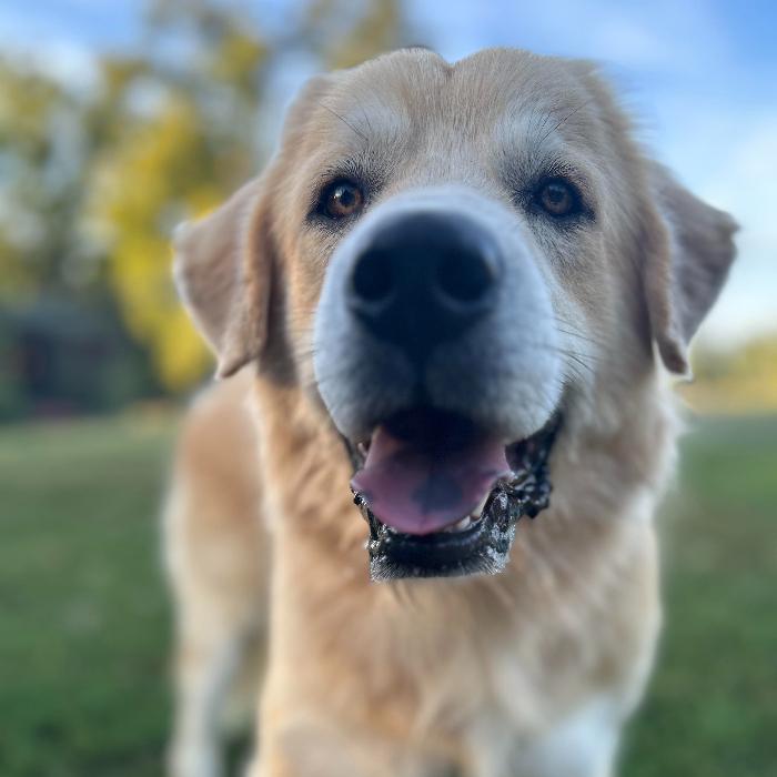 Enlarge Freddie #6654, a Adoptable mixed breed in Louisville, KY image 5/6