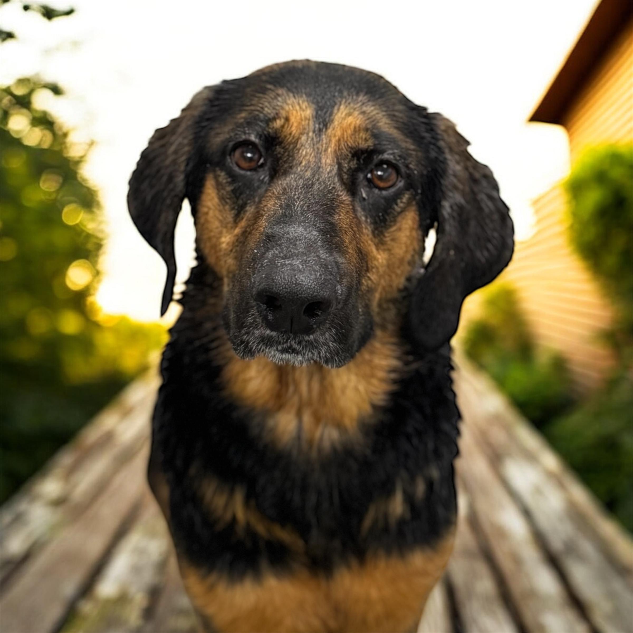 Enlarge Ol' Girl, a ADOPTABLE mixed breed in Williston, VT image 1/5