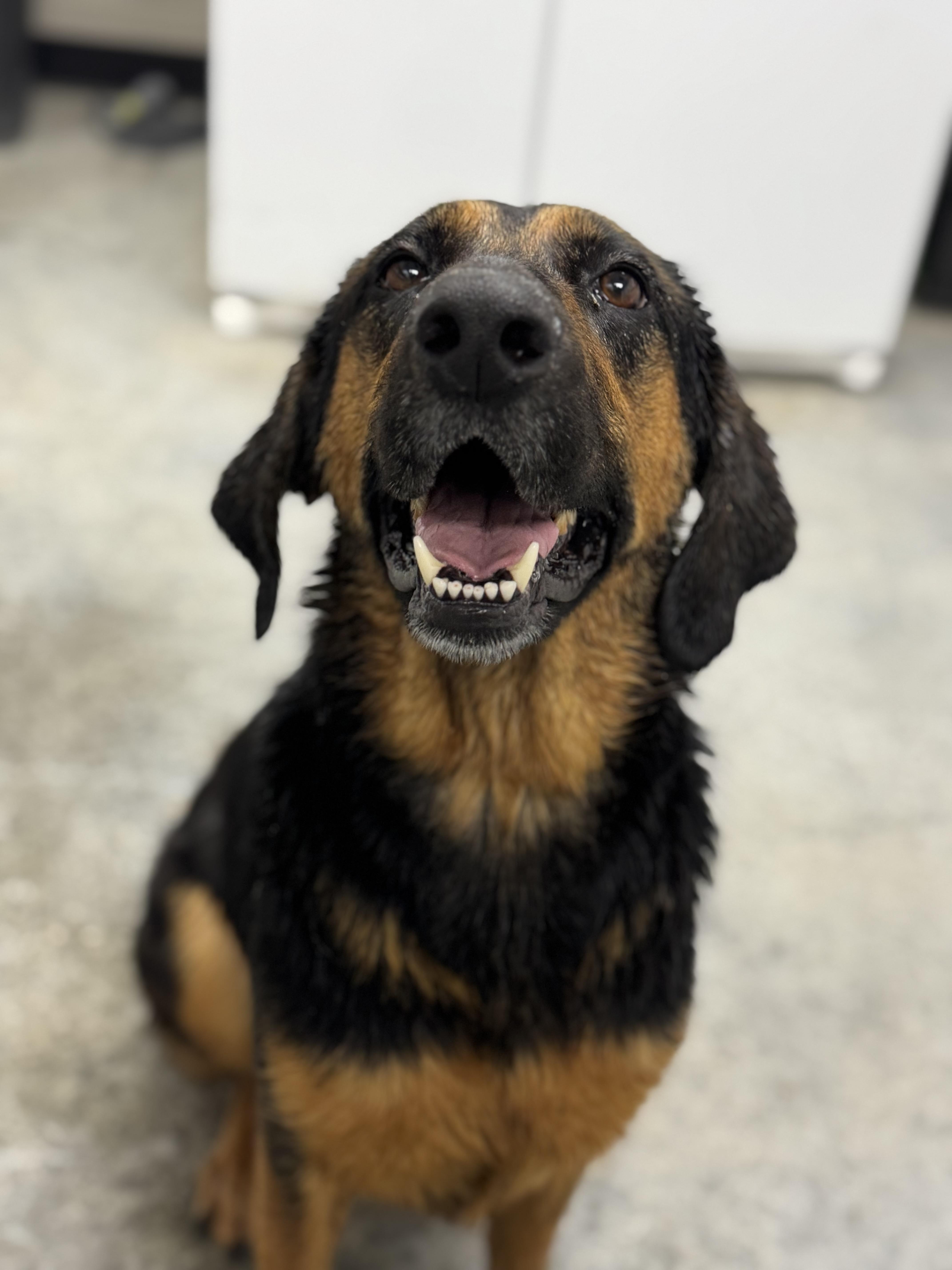 Enlarge Ol' Girl, a ADOPTABLE mixed breed in Williston, VT image 5/5
