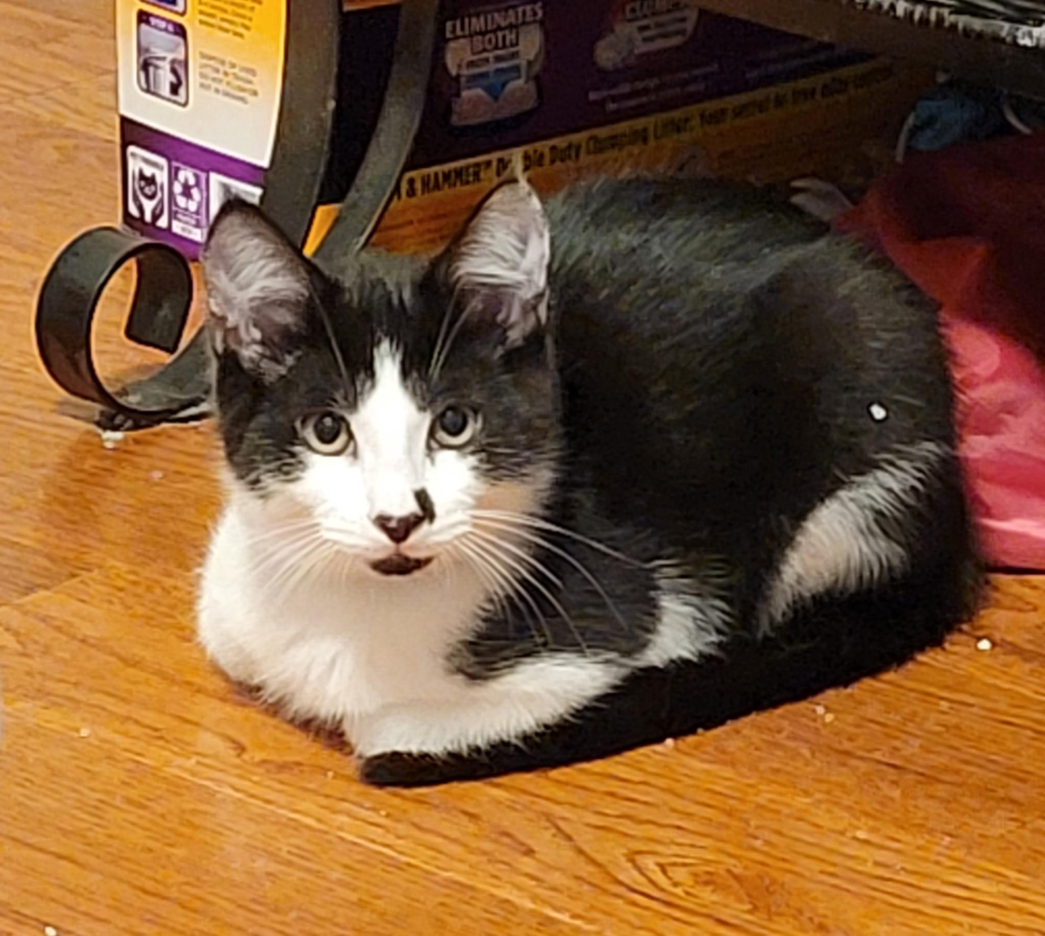 Luigi, ADOPTABLE, Young Male Domestic Short Hair.