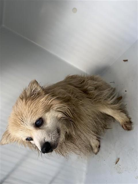 A662535, Adoptable, Adult Female Pomeranian.