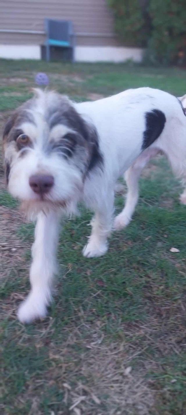 Enlarge Tybalt, a Adopted mixed breed in Griswold, CT image 1/3