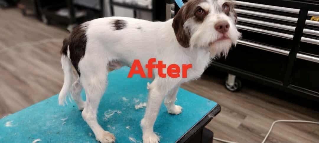 Tybalt, Adopted, Young Male Miniature Schnauzer & Cocker Spaniel.