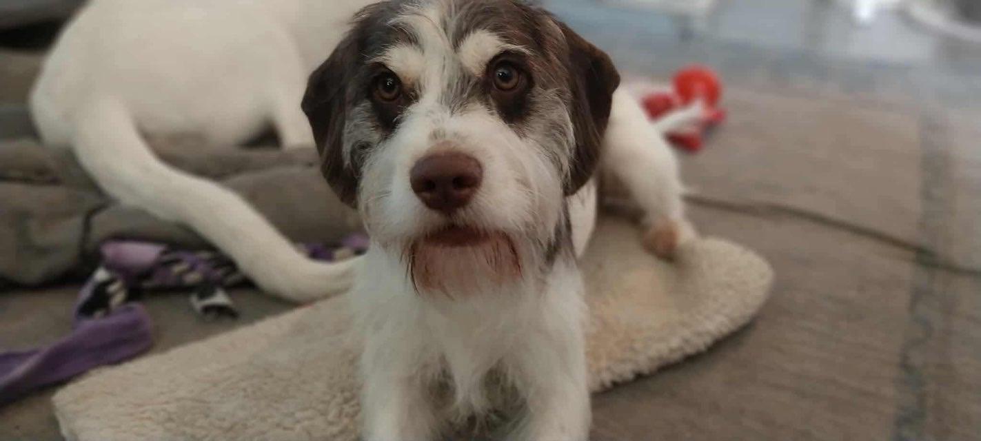 Enlarge Tybalt, a Adopted mixed breed in Griswold, CT image 3/3