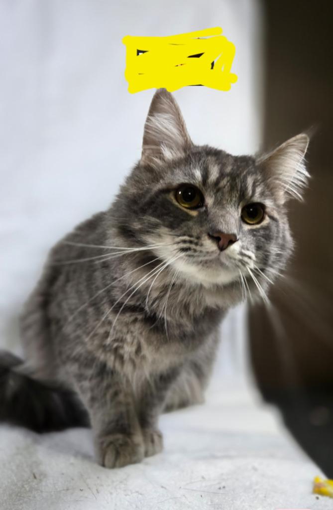 Jupiter, Adoptable, Adult Male Domestic Long Hair.