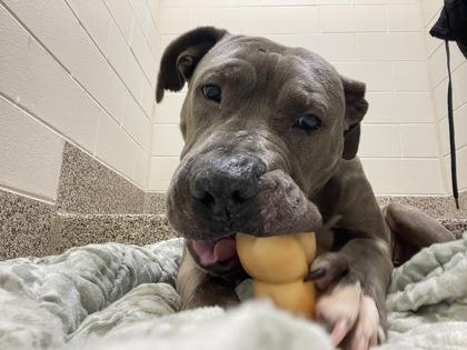 Enlarge Steve Buscemi, a Adoptable mixed breed in Detroit, MI image 1/3