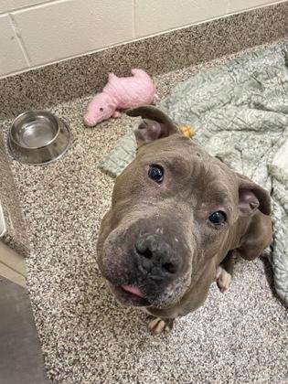 Enlarge Steve Buscemi, a Adoptable mixed breed in Detroit, MI image 3/3