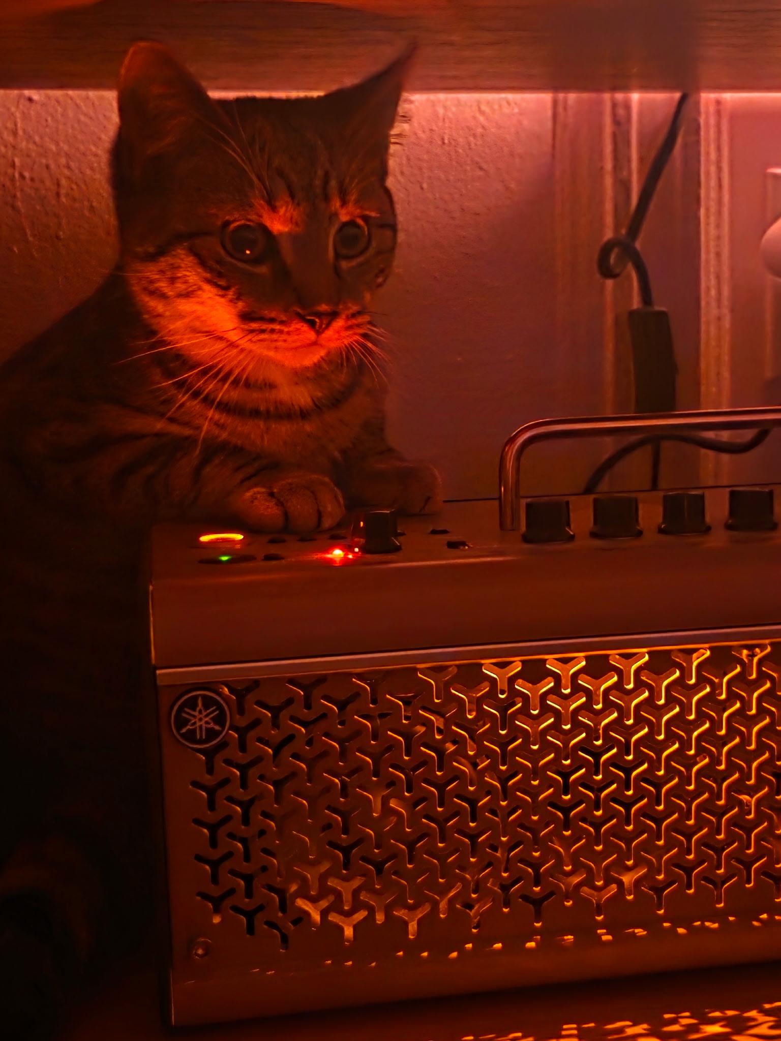 Enlarge Basil, a Adoptable mixed breed in New York, NY image 3/4