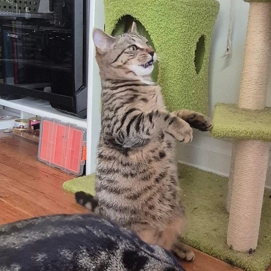 Basil, Adoptable, Young Male Domestic Short Hair.