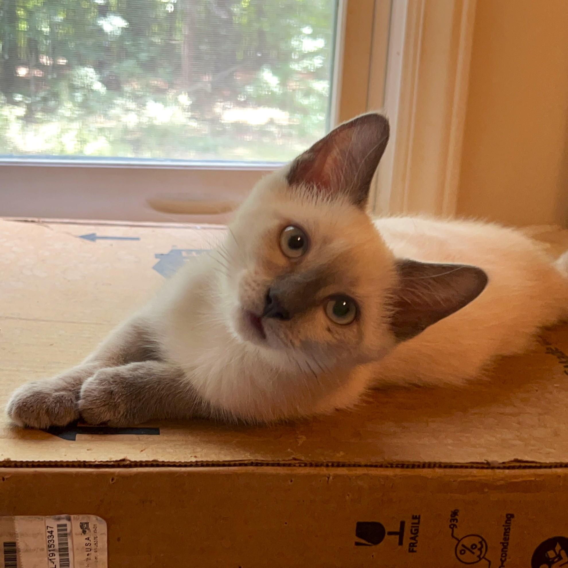 Babette, adopted, Kitten Female Siamese & Domestic Short Hair.