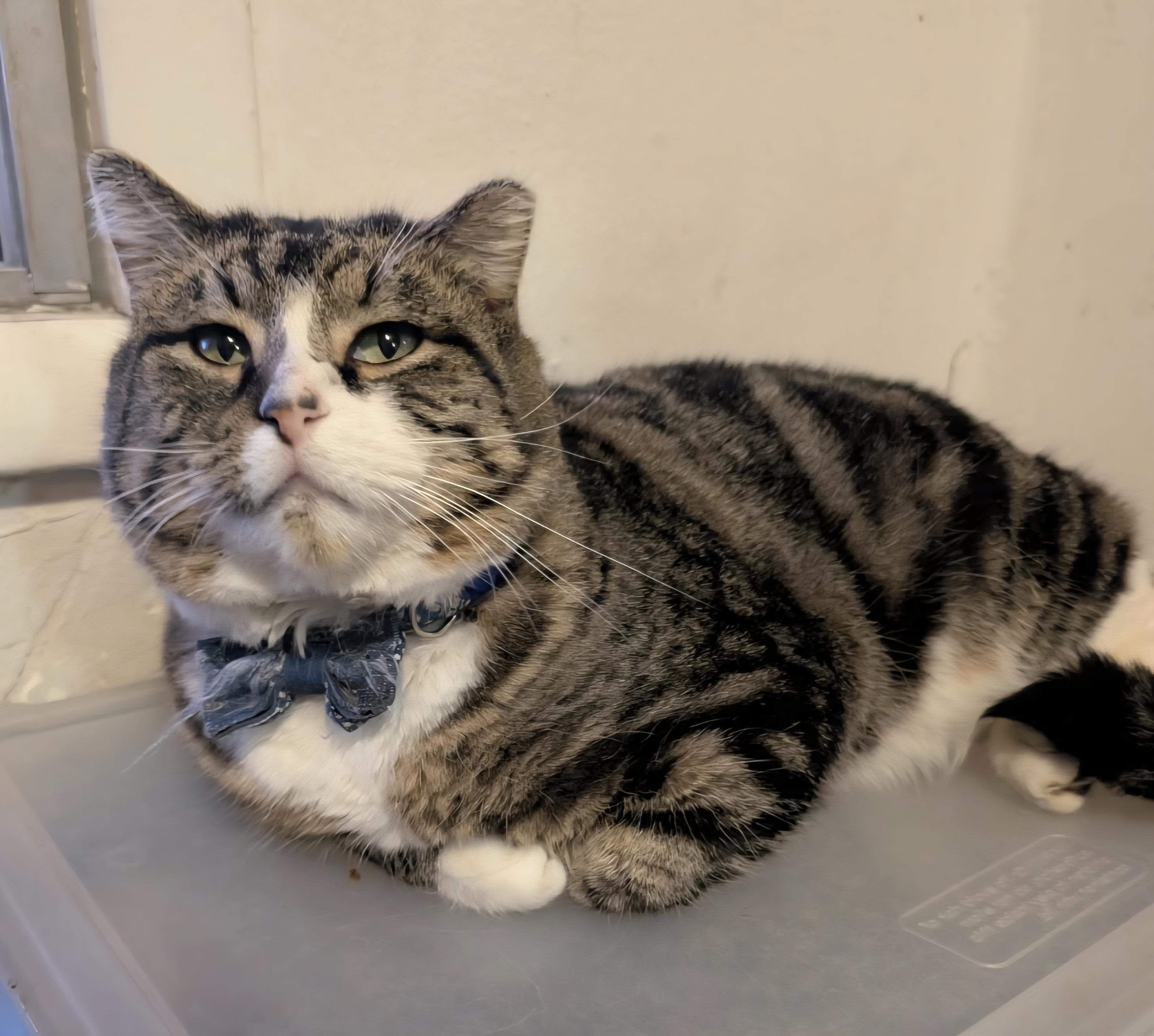 Snickers, Adoptable, Adult Male Domestic Short Hair.